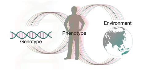 are kinks hereditary|Genetics of Human Sexual Behavior: Where We Are, Where We。